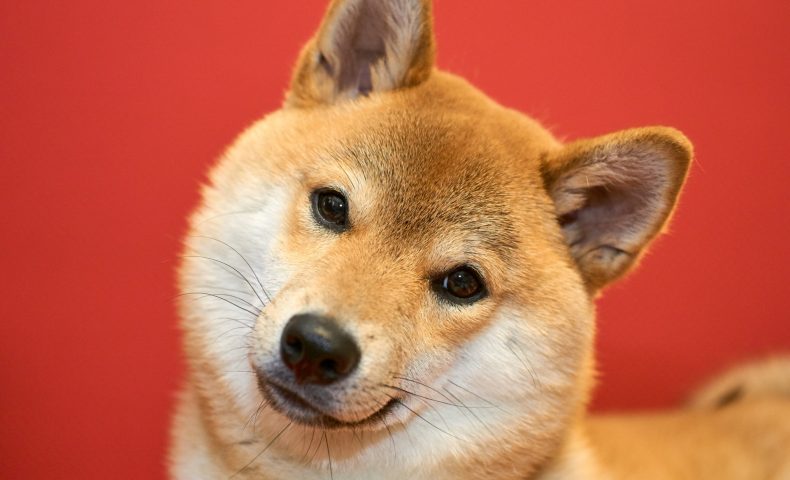 柴犬の噛み癖！理由と対処方の話。