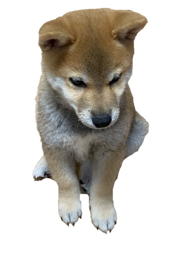 ワンちゃん