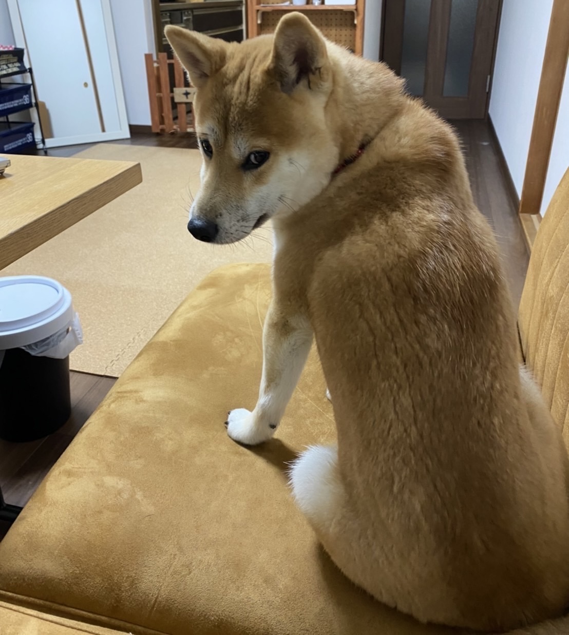 コロナウイルスに感染？！ワンちゃんどうする？！預ける方がいい？いつも通り自宅で？！