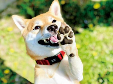 柴犬に甘噛みされやすい行動があった！？の話。