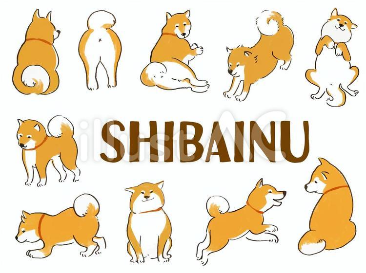 柴犬を飼うのは難しい？！柴犬あるあるの話、５選